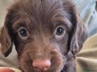 Cocker Spaniel dogs chocolate cocker spaniel girl - Advert 5