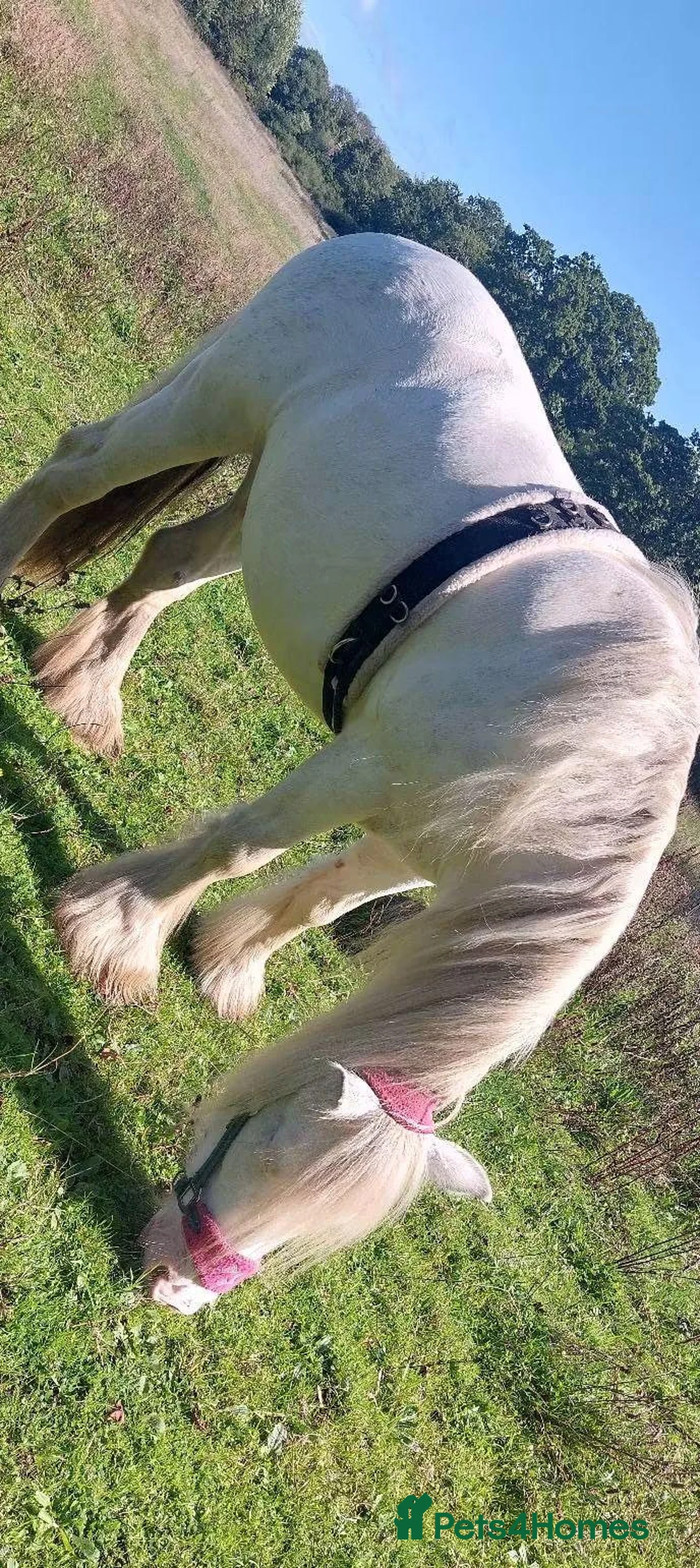 Irish Cob horses for sale: Blagdon cob Gelding  in Ellesmere Port - Advert 8