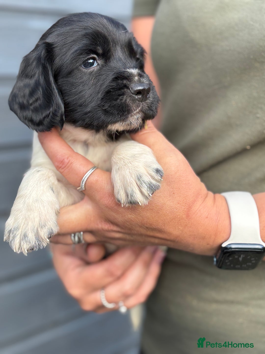 English Springer Spaniel dogs for sale: Beautiful Springer spaniel puppies  - Image 3