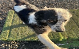 Mixed Breed dogs for adoption: BARNEY - Needs an Experienced Home - Image 11