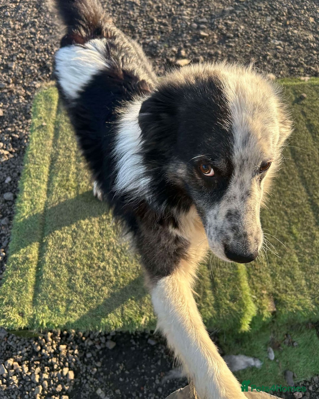 Mixed Breed dogs for adoption: BARNEY - Needs an Experienced Home - Image 11
