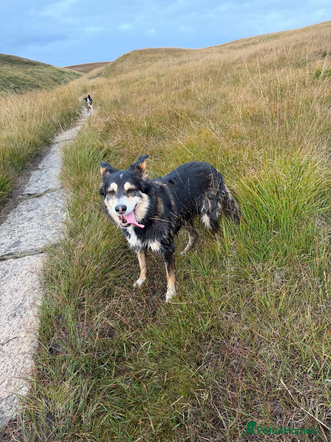 Border Collie dogs for sale: Female Border Collie - Image 8