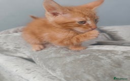 Maine Coon cats for sale: Half Maine coon ready to leave now - Image 19