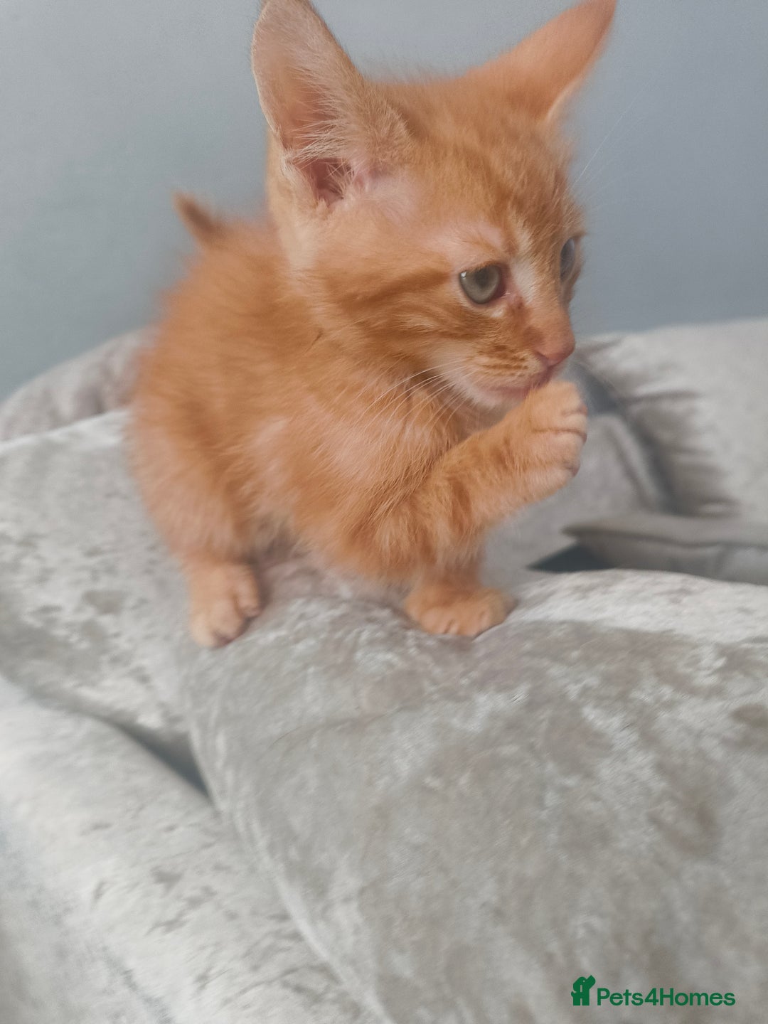 Maine Coon cats for sale: Half Maine coon ready to leave now - Image 19