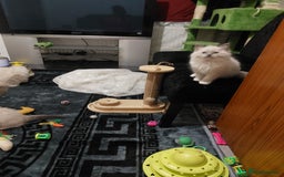 Ragdoll cats for sale: The most beautiful and adorable Ragdoll kittens  - Image 35