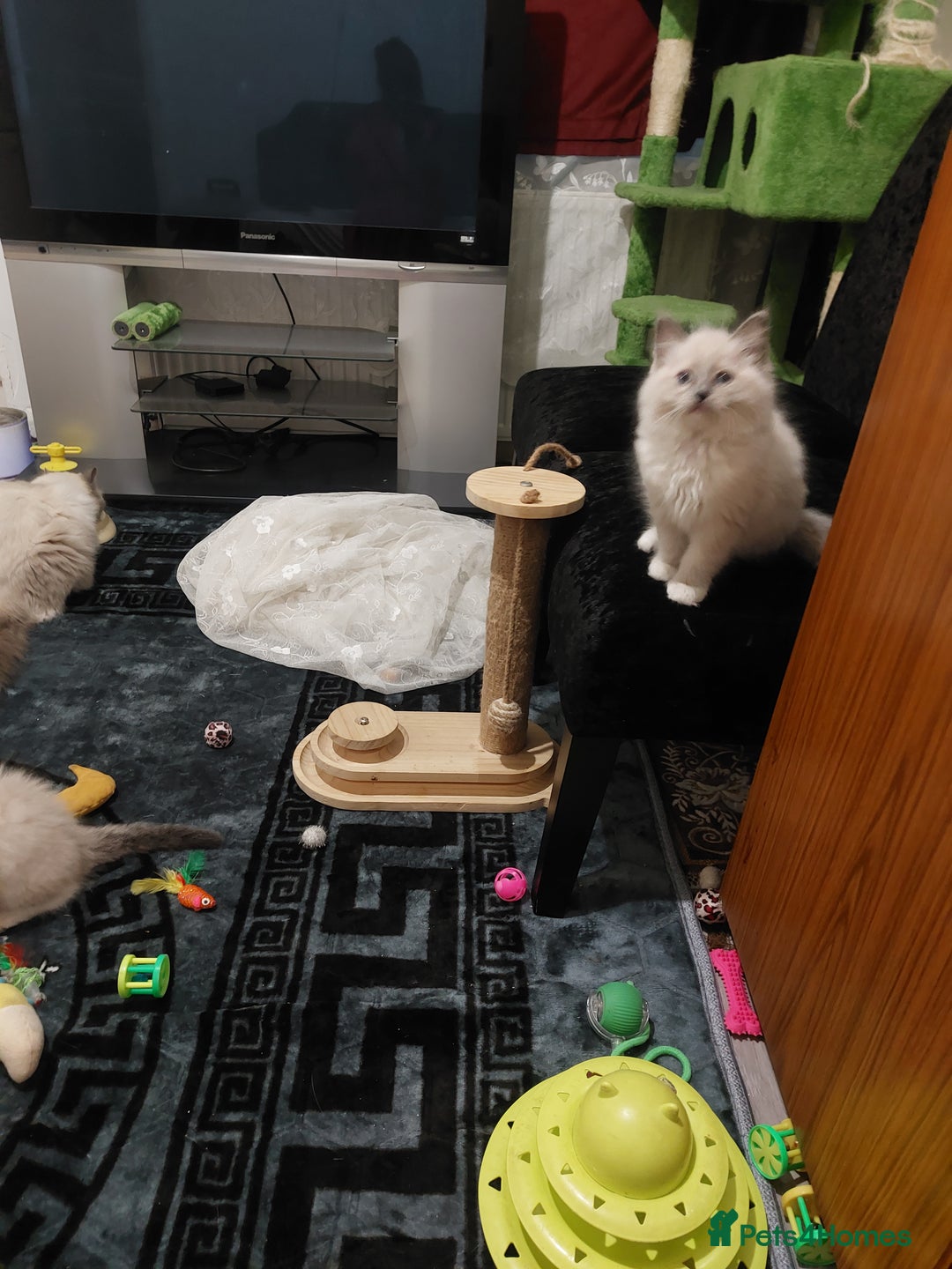 Ragdoll cats for sale: The most beautiful and adorable Ragdoll kittens  - Image 35