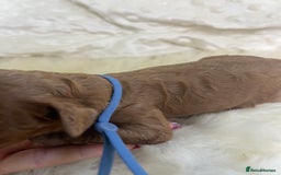 Cavapoo dogs for sale: Top Class Extensively tested F1b Toy Cavapoo pups - Image 31