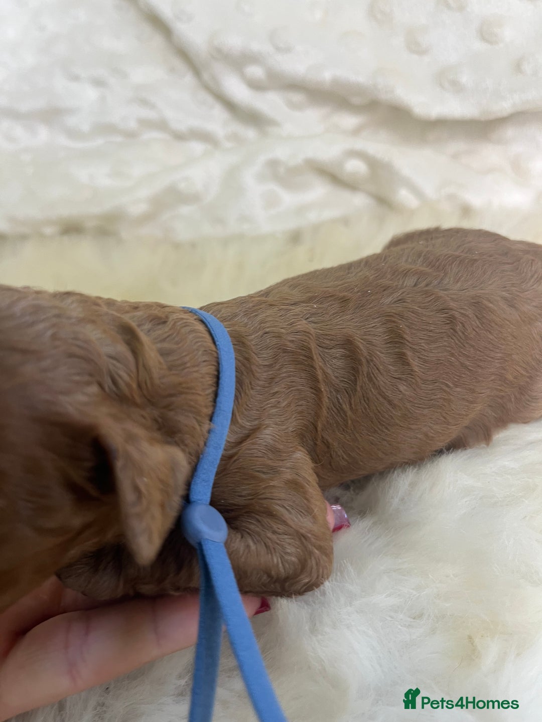 Cavapoo dogs for sale: Top Class Extensively tested F1b Toy Cavapoo pups - Image 31