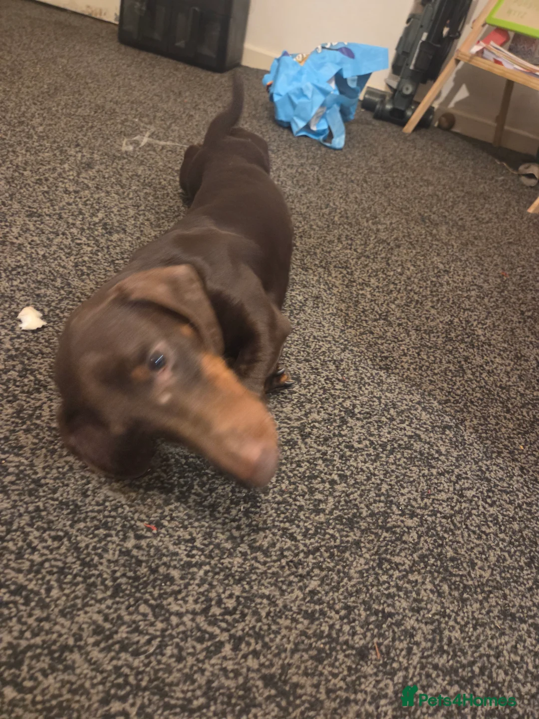 Miniature Dachshund dogs for adoption: Absolutely Heartbreaking Rehoming – Bruno & Dusty - Advert 10