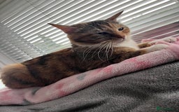 Mixed Breed cats for sale: Pixie bob mixed kittens - Image 24