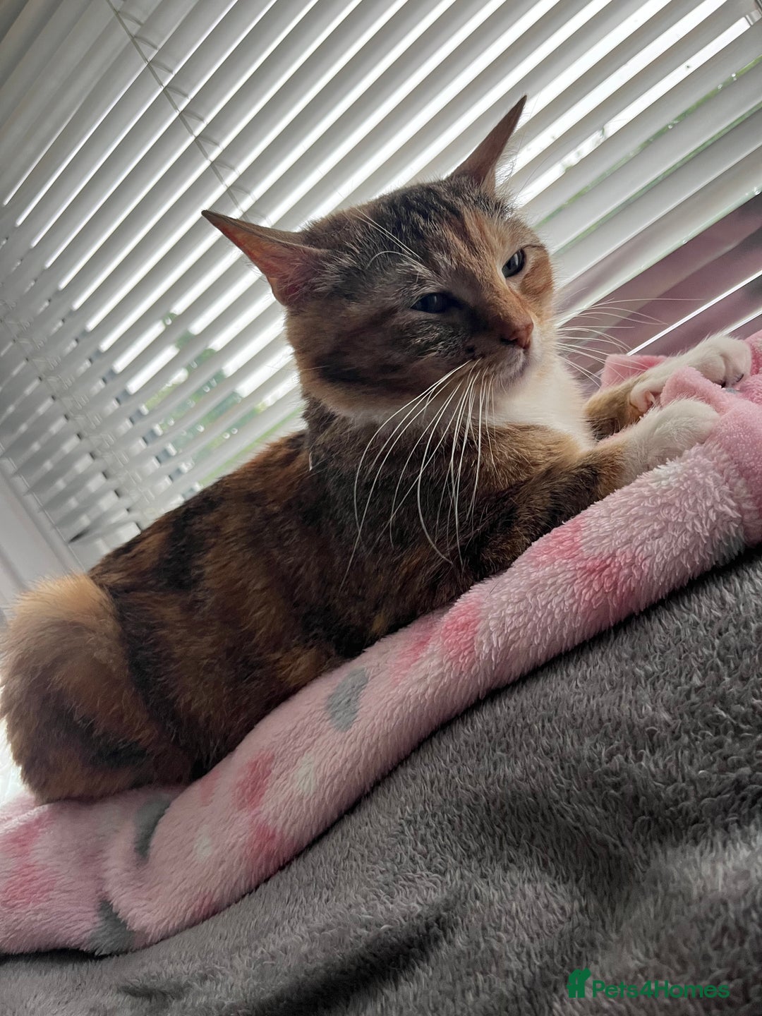 Mixed Breed cats for sale: Pixie bob mixed kittens - Image 24