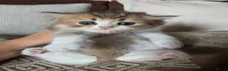 Munchkin cats for sale: Scottish Kilts ( MUNCHKIN FOLD) kittens 😸  in Gloucester - Advert 30