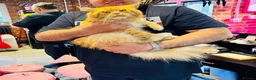 Maine Coon cats for sale: POLYDACTYL WITH ODD EYES  - Advert 20