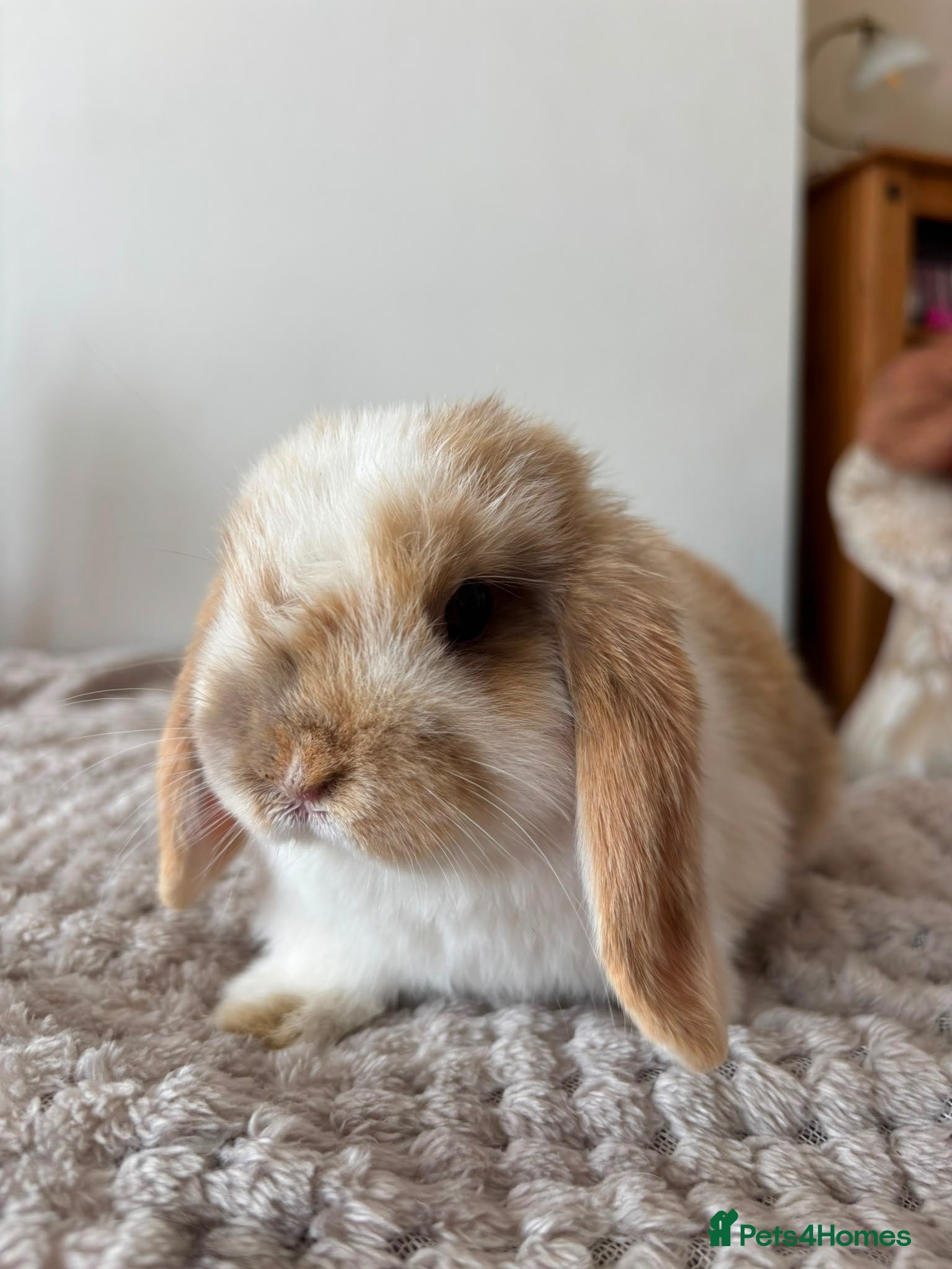 Mini Lop rabbits Mini lops chocolate harlequins - Advert 17