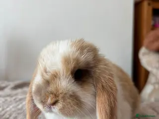 Mini Lop rabbits Mini lops chocolate harlequins - Advert 10