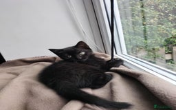 Domestic Shorthair cats for sale: Two beautiful black kittens  - Image 3