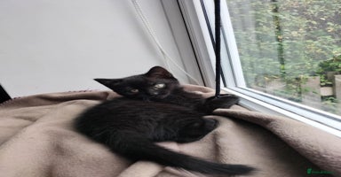 Domestic Shorthair cats - Advert 1