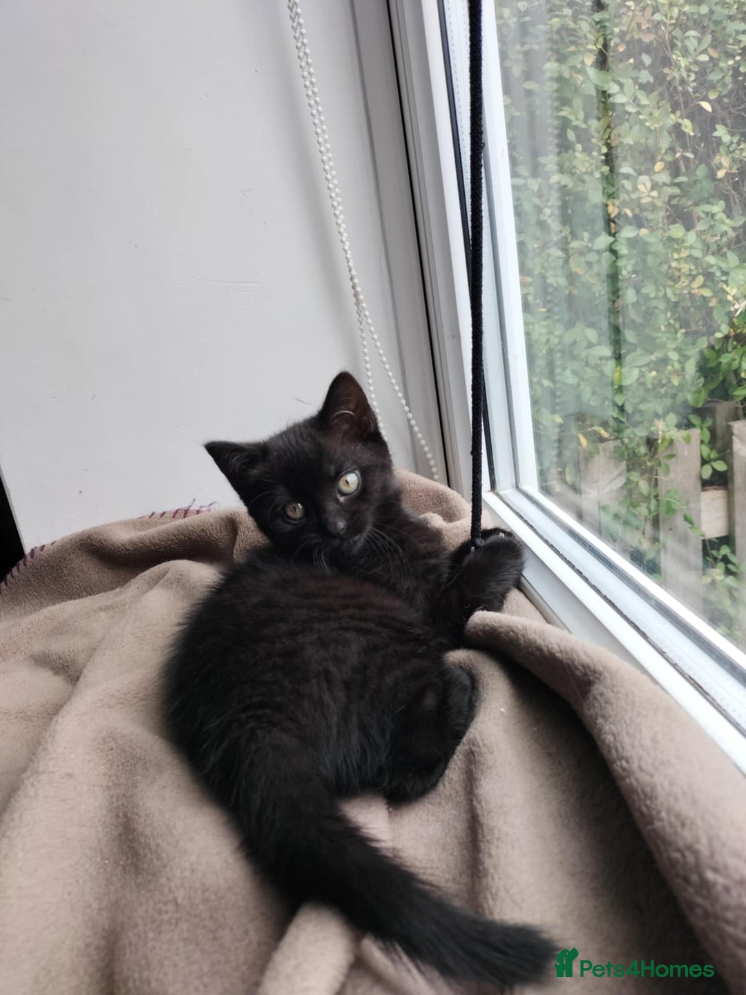 Domestic Shorthair cats for sale: Two beautiful black kittens  - Image 3