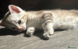 Bengal cats for sale: Snow Mink/Brown Rossette Blue Eyed Bengals - Image 34