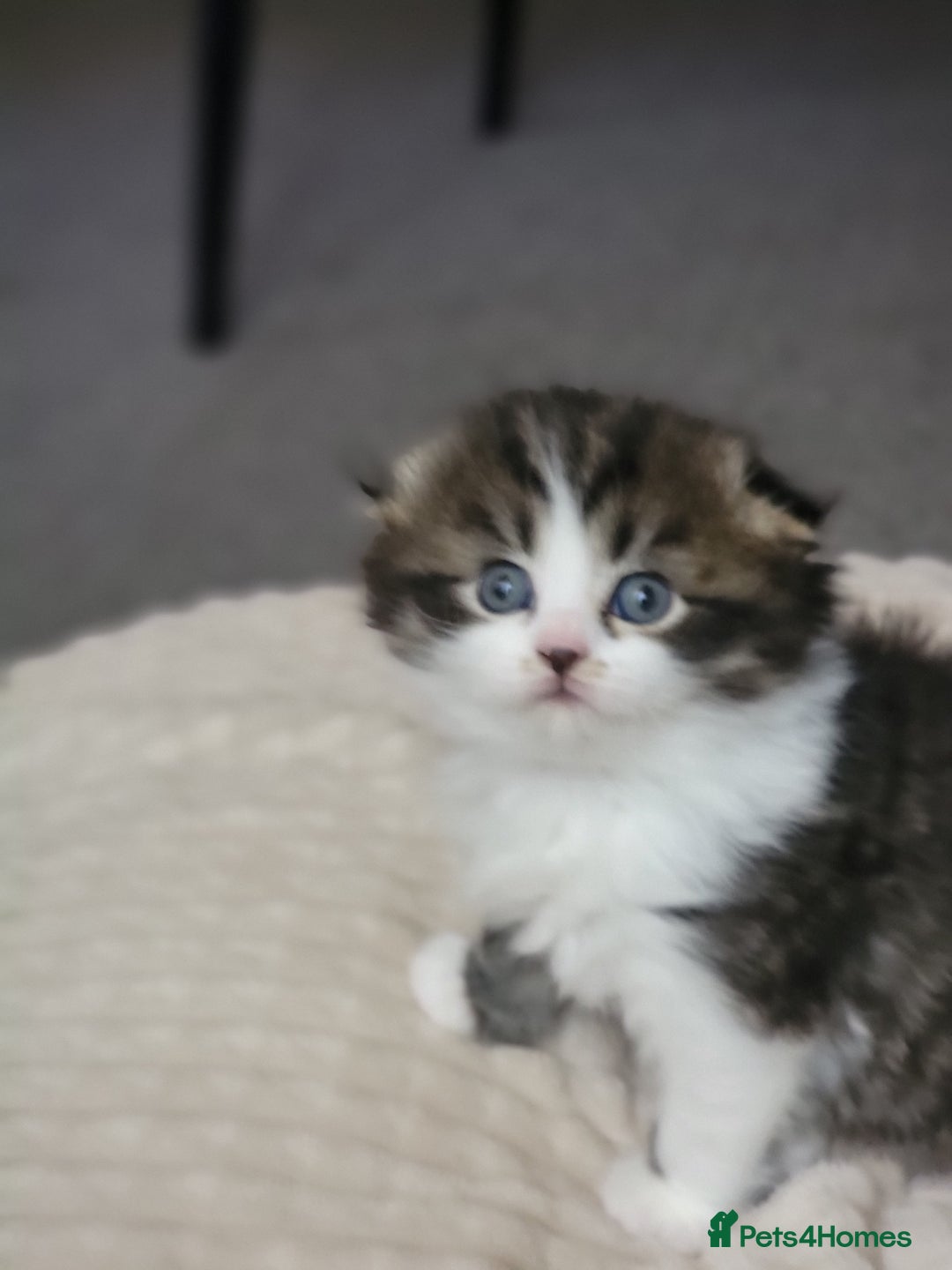 Scottish Fold cats for sale: Scottish fold - Advert 40