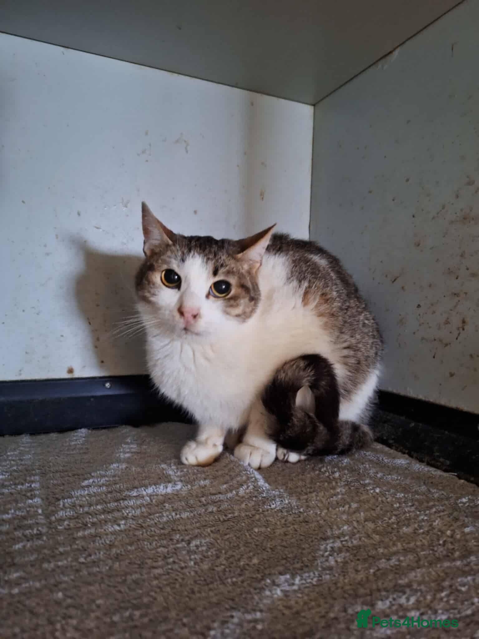 Mixed Breed cats Galaxy for adoption - Advert 1