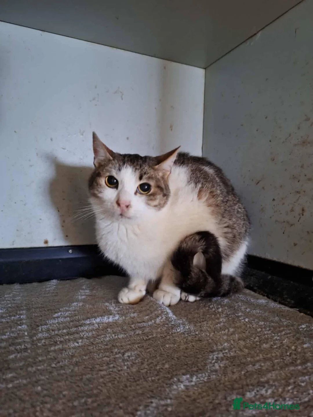 Mixed Breed cats for adoption: Galaxy for adoption - Advert 1