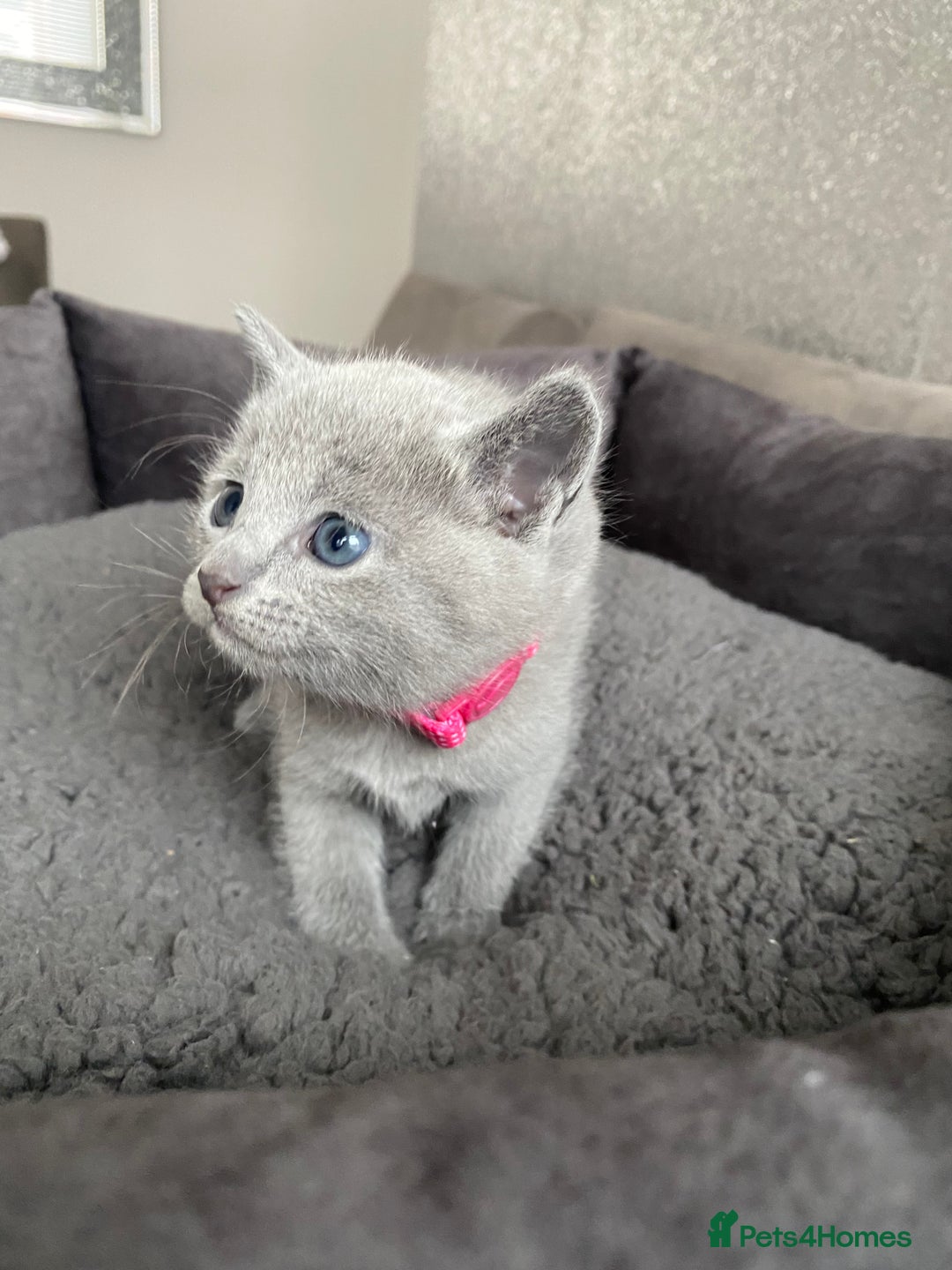 Russian Blue cats for sale: Russian blue kittens  - Advert 36