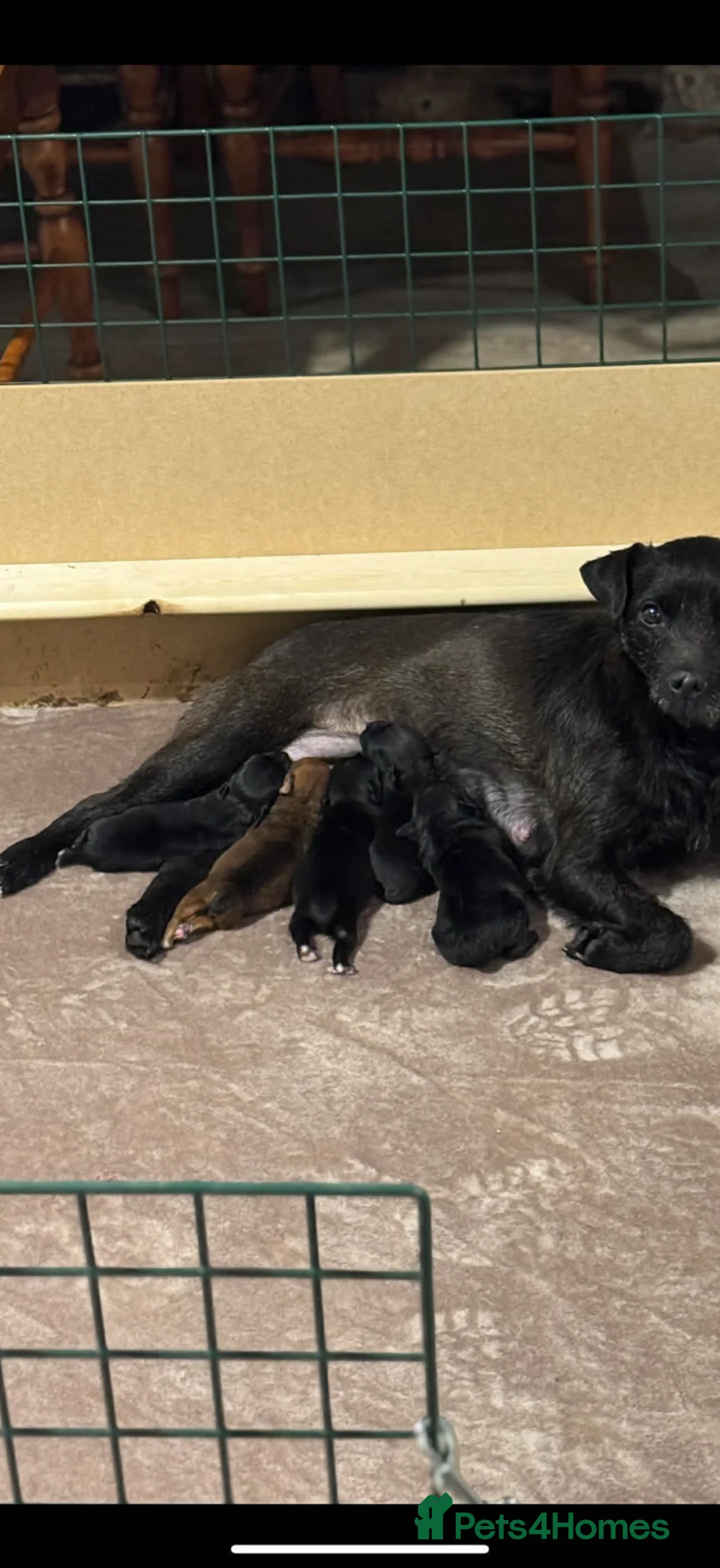 Patterjack dogs for sale: Patterjack Puppies  - Advert 2