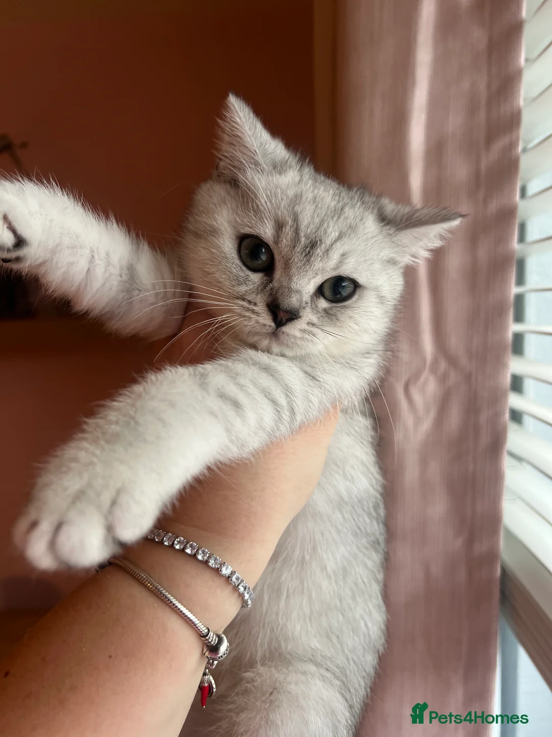 British Shorthair cats for sale: GCCF Reg Beautiful unique kittens - Advert 2