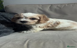Cavachon dogs for sale: Cavachon f2 puppies  - Image 2