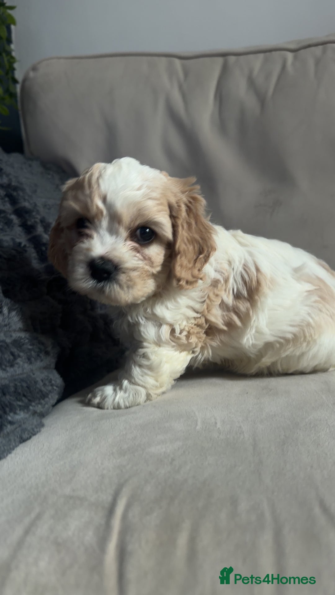 Cavachon dogs for sale: Cavachon f2 puppies  - Image 2