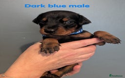 Dobermann dogs for sale: Doberman puppies "ready now" - Image 27