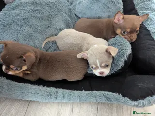 Chihuahua dogs Very small chihuahua puppies - Advert 22