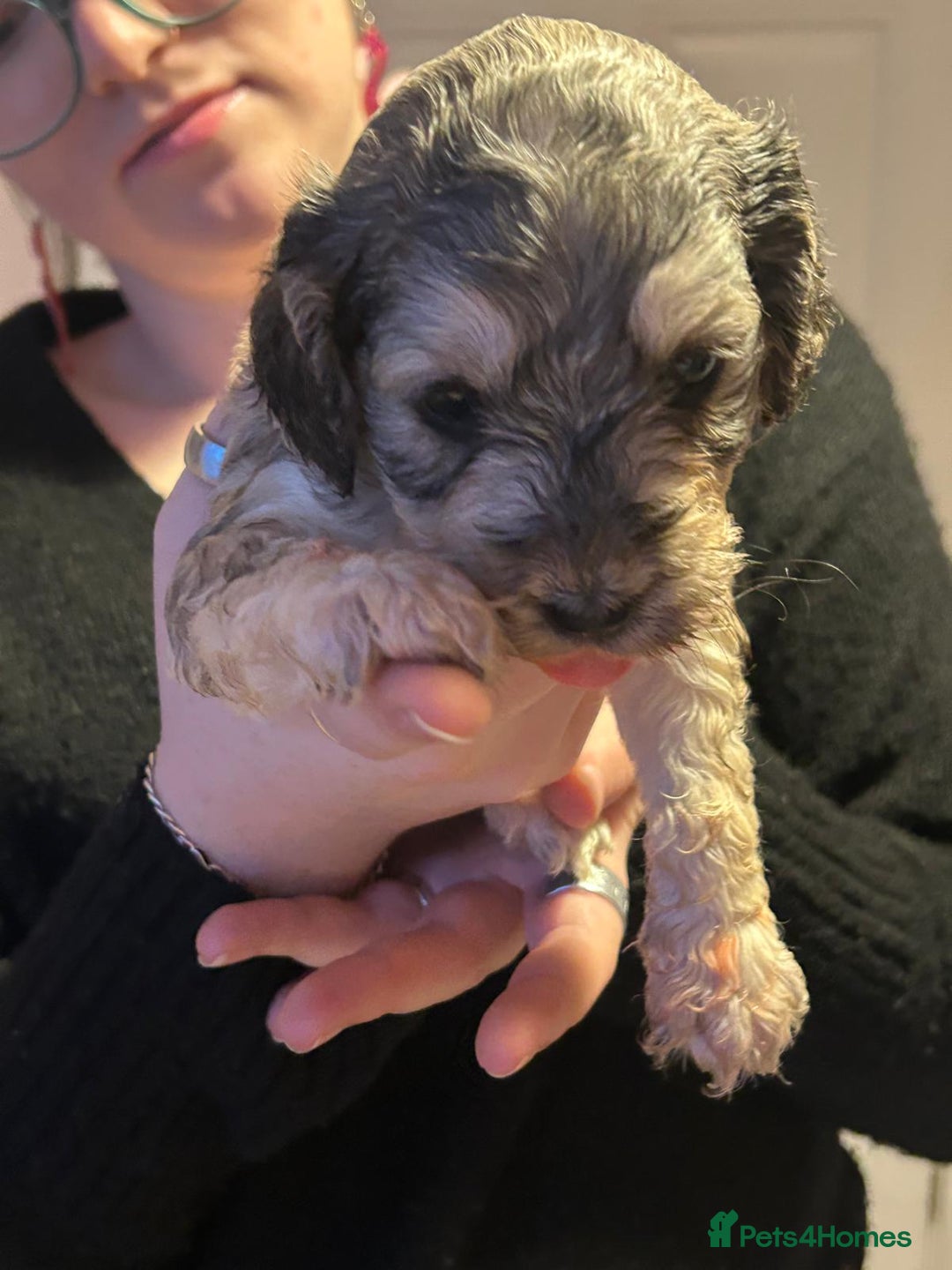 Cockapoo dogs for sale: 8 gorgeous F1 Cockapoos - Advert 27