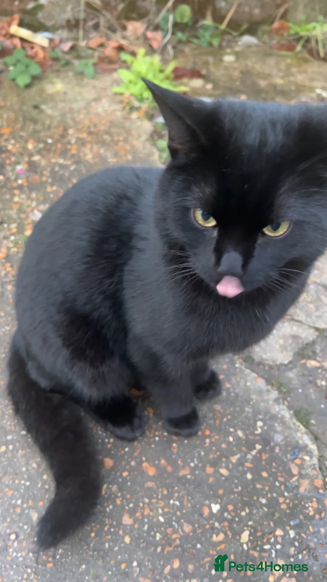 American Bobtail cats for sale: Male cat  in Southampton - Advert 1