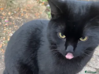 American Bobtail cats Male cat in Southampton - Advert 2