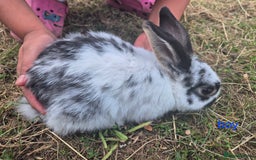English rabbits for sale: Bunnies available - Image 10