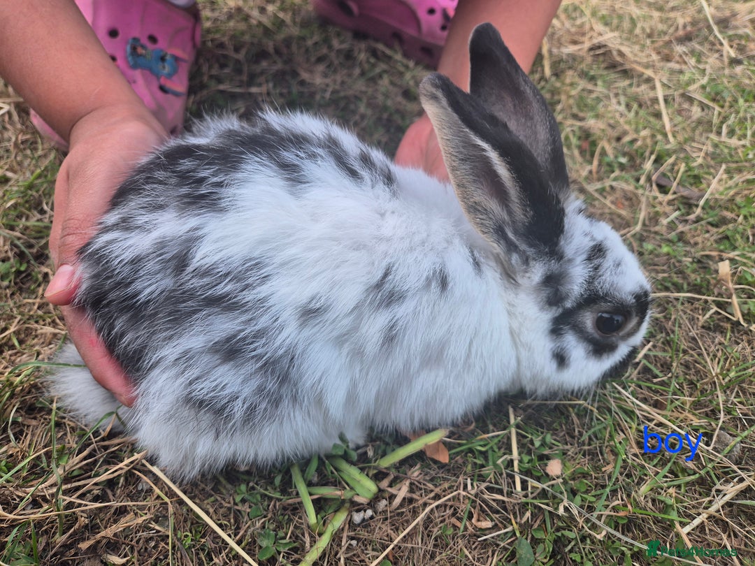 English rabbits for sale: Bunnies available - Image 10