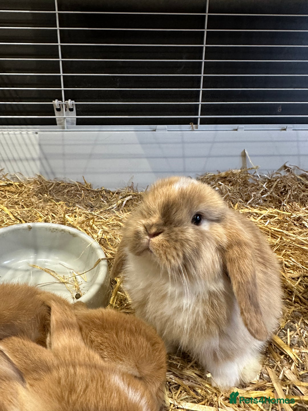 Mini Lop rabbits for sale: 2 gorgeous boys ready Friday 2nd Jan - Advert 4