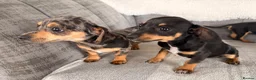 Chiweenie dogs for sale: Gorgeous Chiweenie puppies for sale - Advert 19