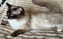 Ragdoll cats for sale: Radoll Boy Proven Stud for sale - Image 5