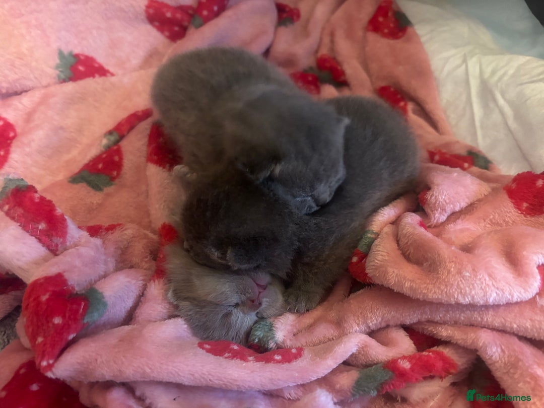 British Shorthair cats for sale: Blue British Shorthair kittens in Walsall - Image 7