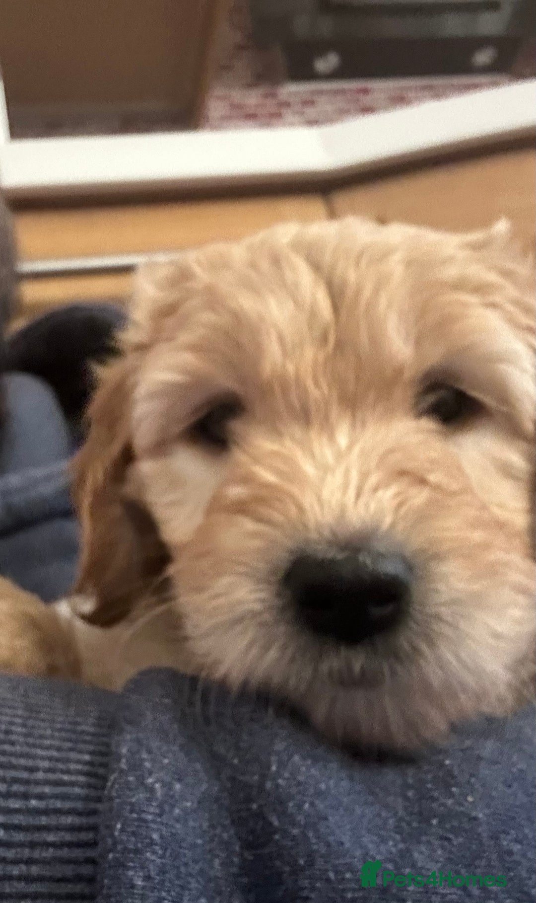 Goldendoodle dogs for sale: Gorgeous Goldendoodle Puppies Multi Generation F3  - Advert 7
