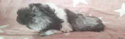Guinea Pig rodents for sale: MEADOW SIDE CAVIES HEREFORDSHIRE  - Advert 6