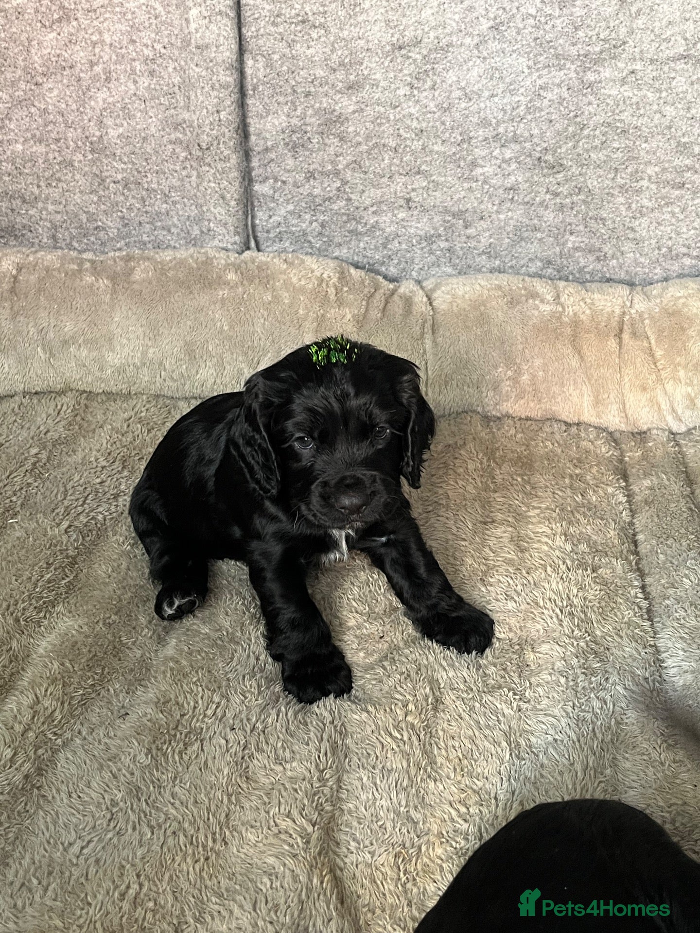 Cocker Spaniel dogs for sale: RKC Working cocker spaniel  - Advert 20