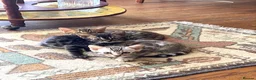 Bengal cats for sale:  Full Pedigree Rosetted Bengal Kittens for Sale - Advert 4