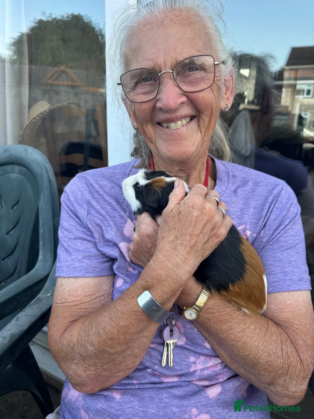 Guinea Pig rodents for sale: Male guinea pig eight months old in Loughborough - Advert 3