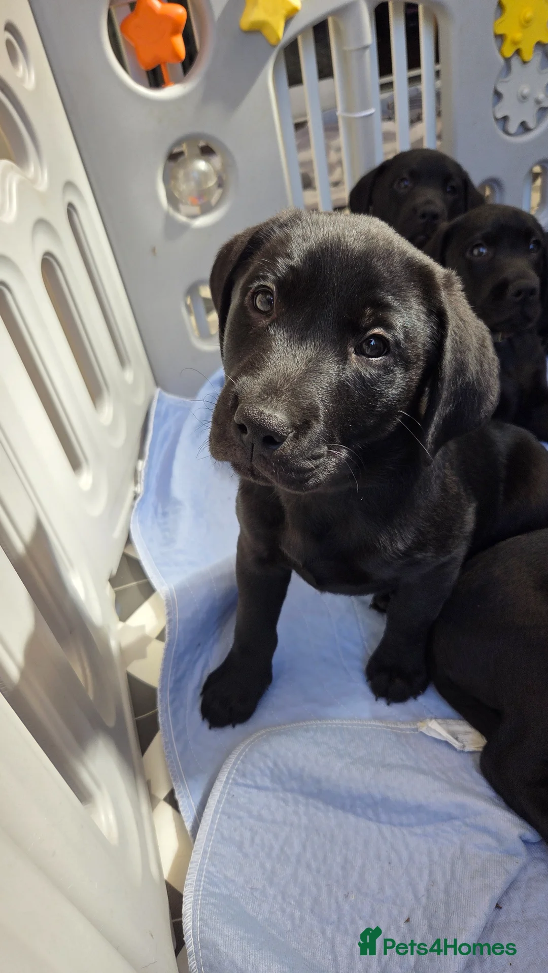 Labrador Retriever dogs for sale: Beautiful labrador boy - Advert 2