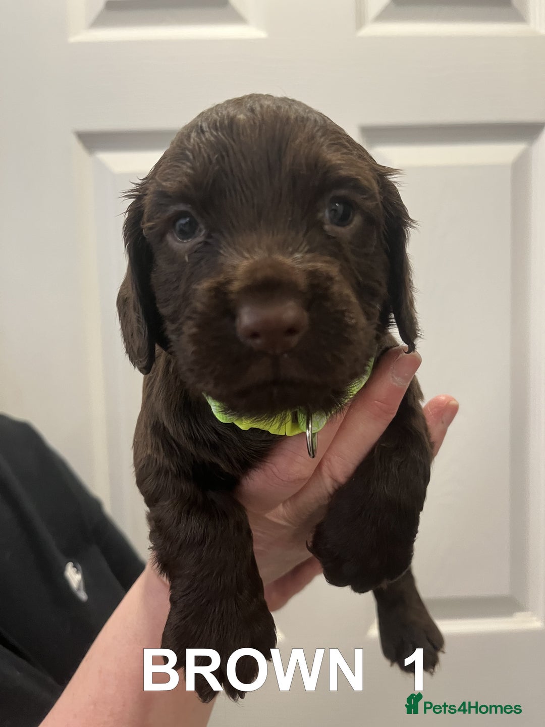 Cocker Spaniel dogs for sale: Working Cocker Spaniel Pups - Advert 3