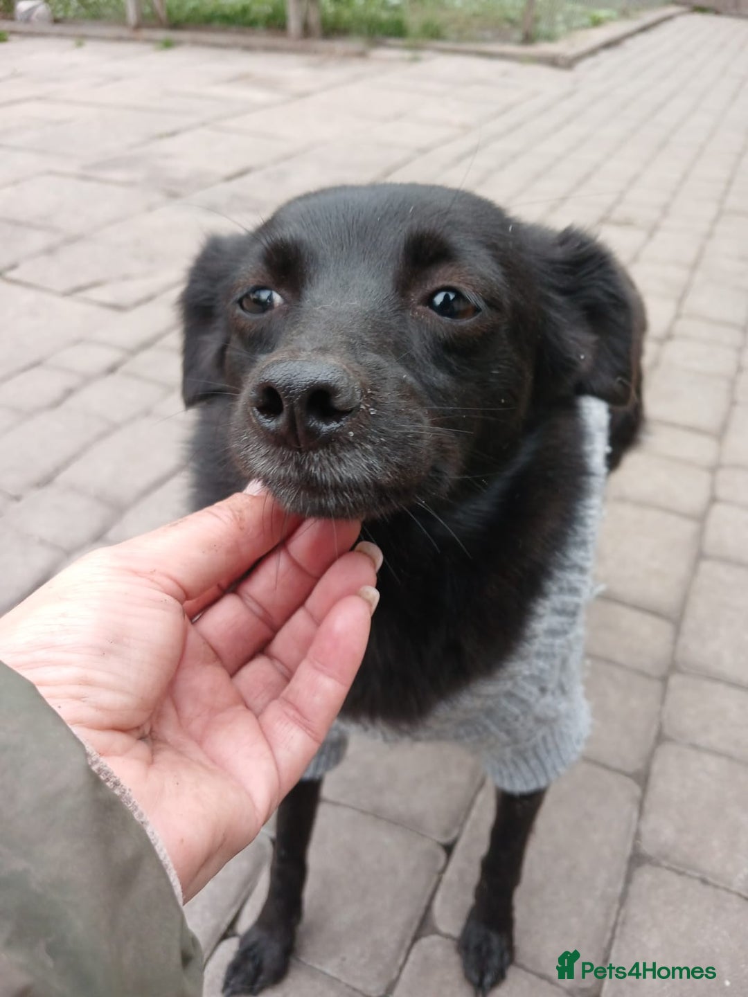 Mixed Breed dogs for adoption: 💖🐶 SUNNY 🐶💖 - Image 12